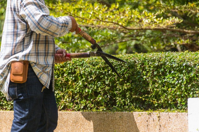 Garden Maintenance Norbury, SW16